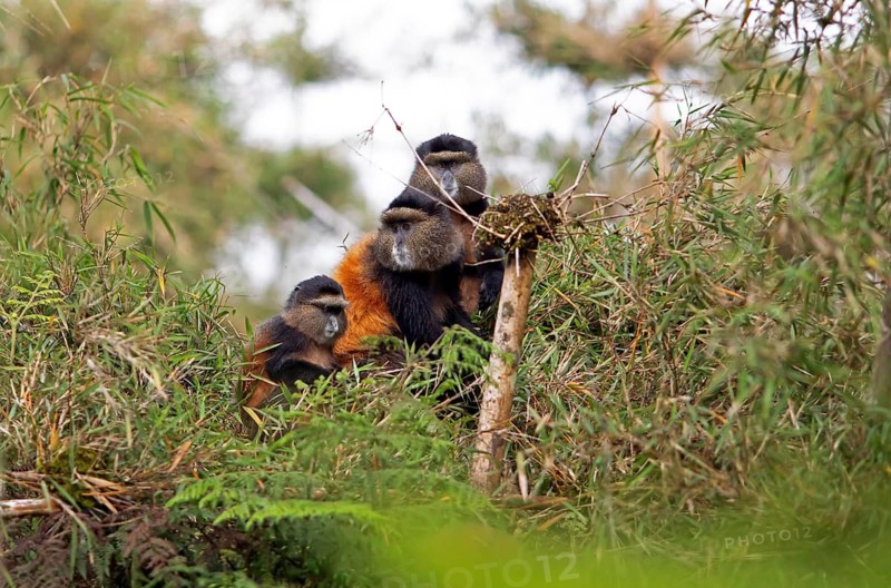 Golden monkeys (Cercopithecus mitis kandti) in the bamboo forest, Virunga Volcanic Mountains, Parc National des Volcans, Volcanoes National Park, Rwanda