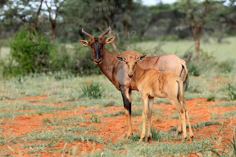 Tsessebe (Damaliscus lunatus), lyrebird, crescent moon antelope, adult, female, juvenile, Mokala National Park, Northern Cape, South Africa