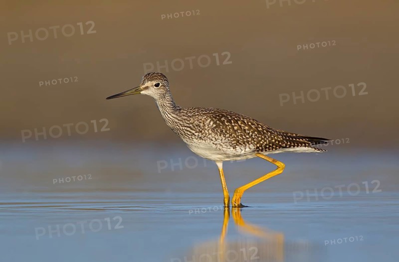 Greater Yellowlegs (Tringa melanoleuca), Ohio, USA