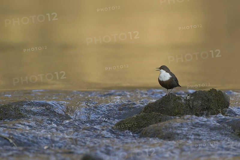 White-throated Dipper (Cinclus cinclus), Saxony, Germany