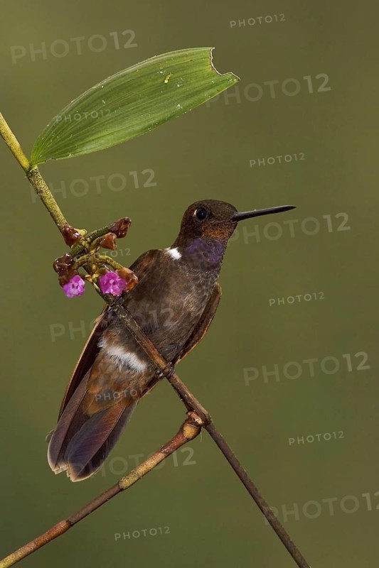 Brown Inca (Coeligena wilsoni), Ecuador