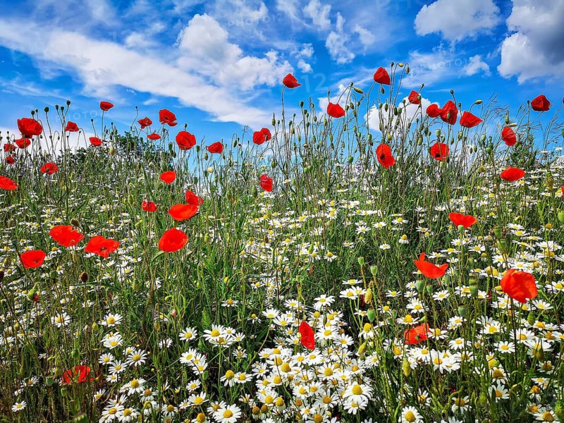 Summer meadow with flowering poppies (Papaver rhoeas), daisies and wild herbs in front of a blue sky with fleecy clouds in the sun, Baden-Württemberg, Germany