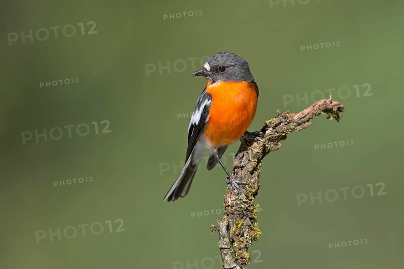 Flame Robin (Petroica phoenicea) male, Victoria, Australia