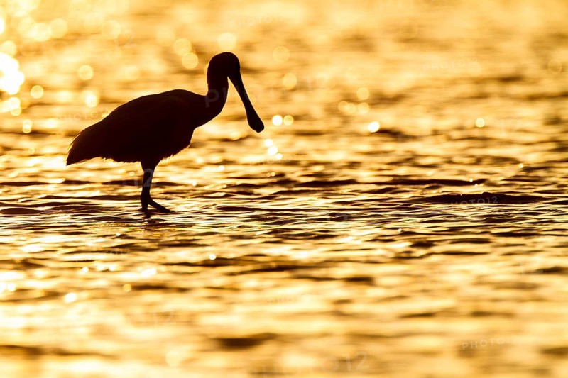 Eurasian Spoonbill (Platalea leucorodia), Castile-La Mancha, Spain