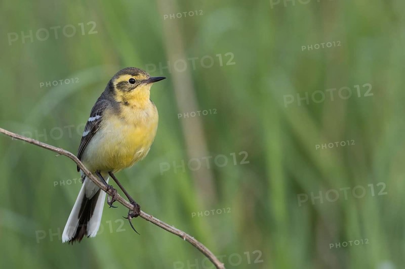 Citrine Wagtail - Zitronenstelze - Motacilla citreola ssp. citreola, Russia