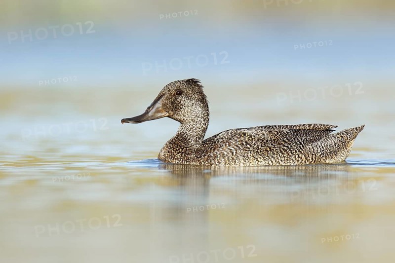 Freckled Duck (Stictonetta naevosa) female, Victoria, Australia