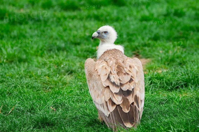 Griffon Vulture (Gyps fulvus) sitting on a meadow, Germany