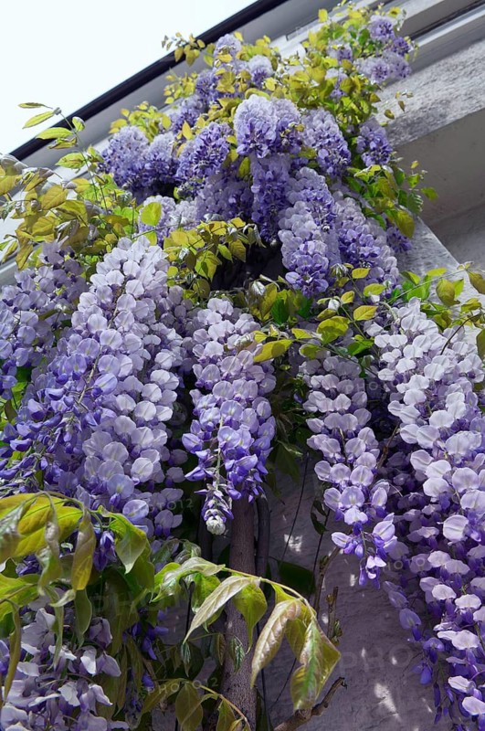 Chinese wisteria (Wisteria sinensis), Chinese blue rain, Chinese wisteria, wisteria wisteria, Chinaflor (Wisteria sinensis)