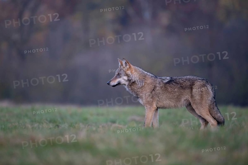 European grey wolf, Eurasian wolf (Canis lupus lupus), wolf in forest clearing, Podlaskie Voivodeship, Poland