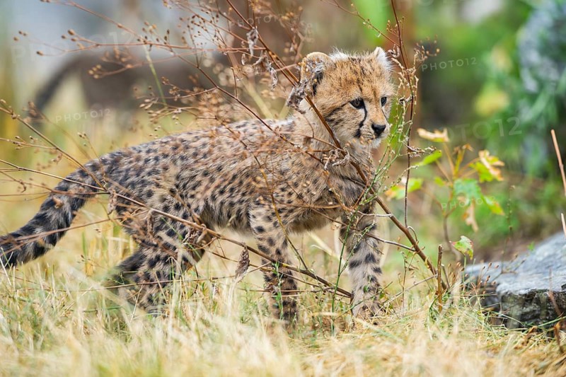 Cheetah (Acinonyx jubatus) youngster walking on a meadow, captive, occurrence Africa