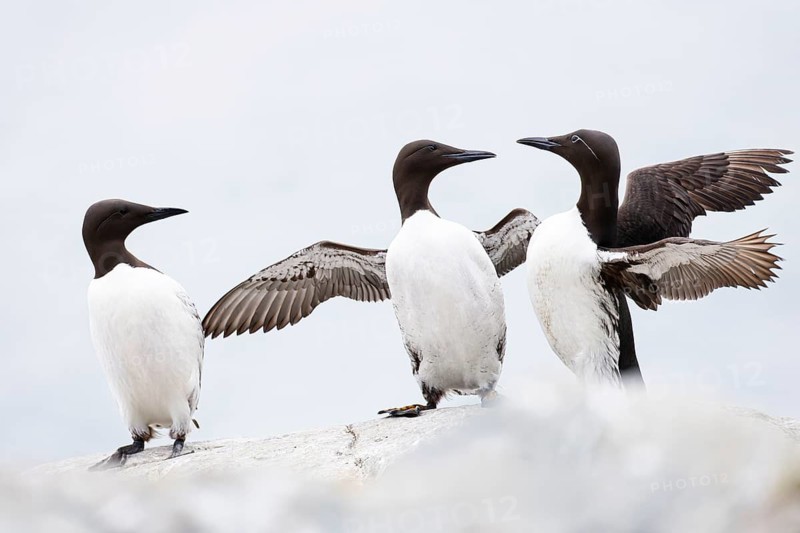 Guillemot (Uria aalge), two quarrelling birds on a cliff top, a third bird watches, Hornøya Island, Vardø, Varanger, Finnmark, Norway