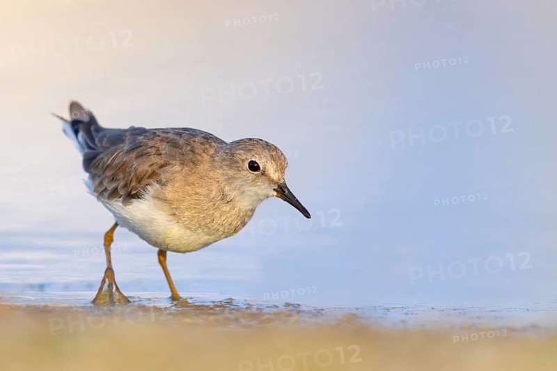 Temminck's Sandpiper, (Calidris temminckii), Animals. birds, limicoles, biotope, habitat, foraging, East Khawr Khawr Ad Dahariz, Salalah, Dhofar, Oman
