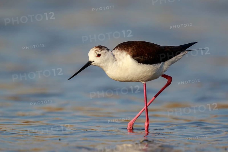 Black-winged Stilt (Himantopus himantopus) foraging, Lesvos, Greece