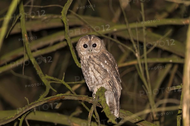 Tawny owl (Strix aluco), Westend Nord, Frankfurt am Main, Hesse, Germany