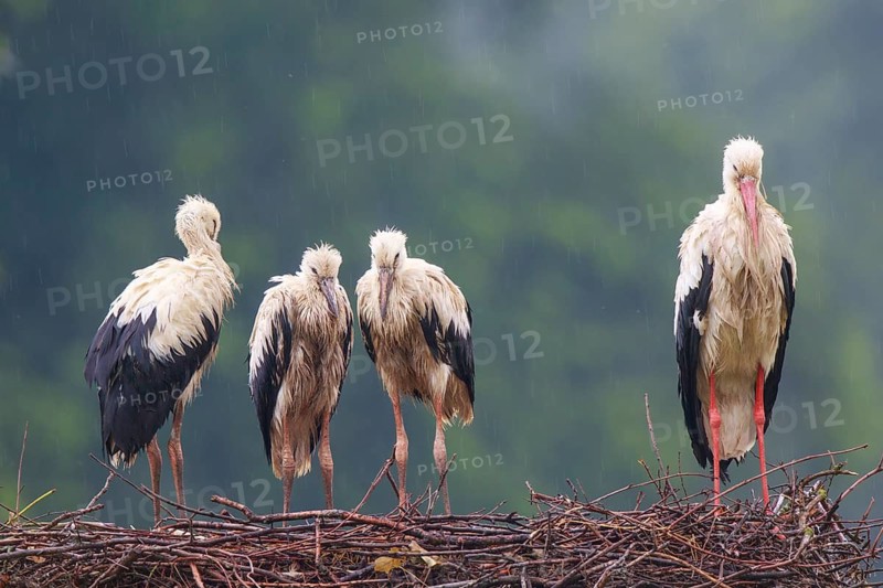 White Stork (Ciconia ciconia) with juveniles in nest after a heavy rain shower, North Rhine-Westphalia, Germany
