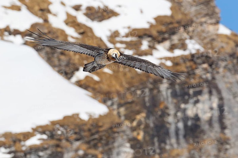 Bearded Vulture (Gypaetus barbatus) flying, Valais, Switzerland