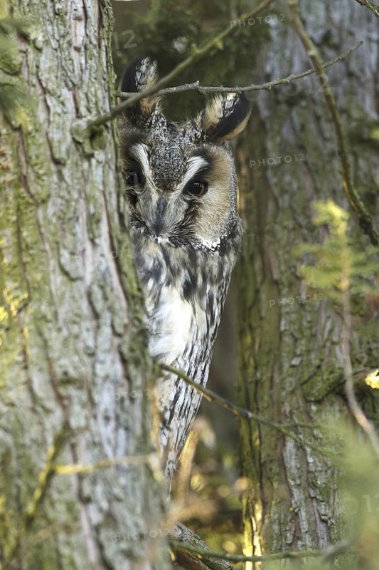 Long-eared Owl (Asio otus), Germany