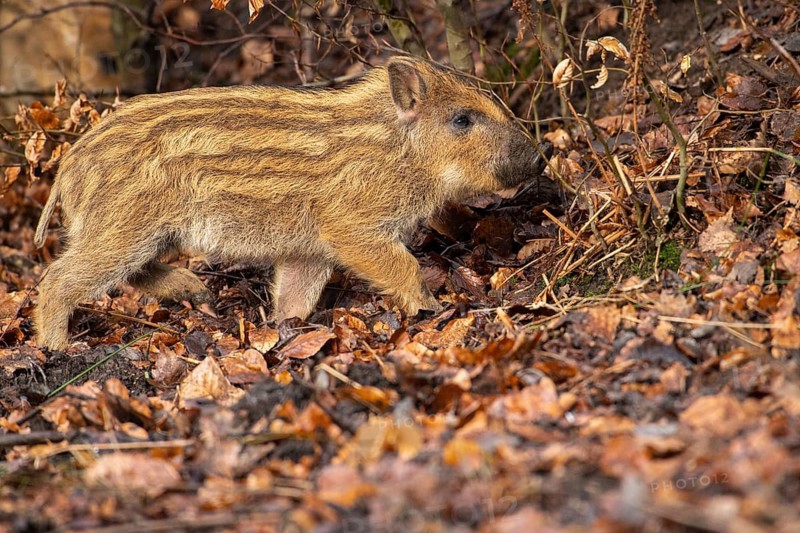 Wild boar (Sus scrofa), fresh boar, Melle, Lower Saxony, Germany