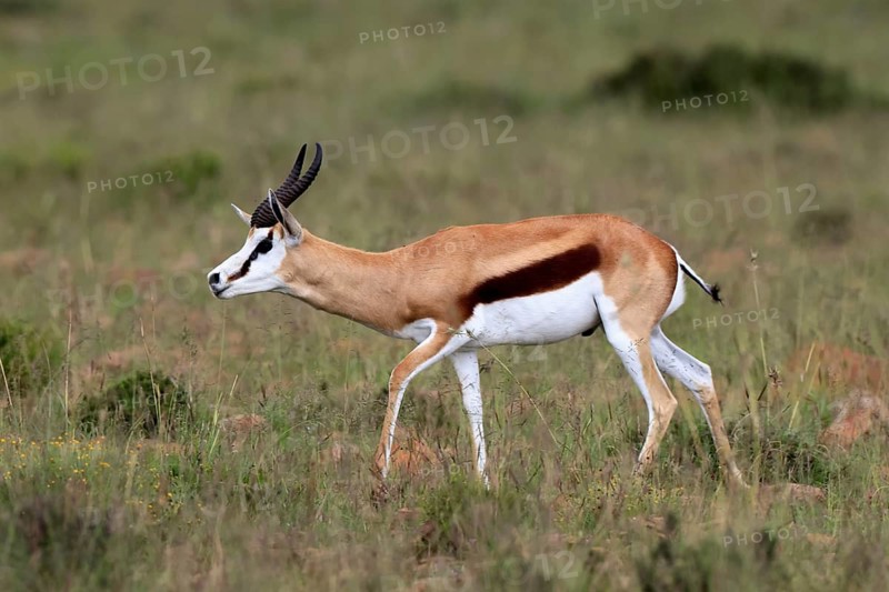 Springbok (Antidorcas marsupialis), adult, male, foraging, running, Mountain Zebra National Park, Eastern Cape, South Africa
