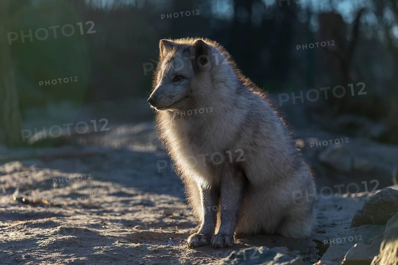 One arctic fox (Vulpes lagopus), (white fox, polar fox, or snow fox) sitting in backlit condition against a dark background on a sunny day