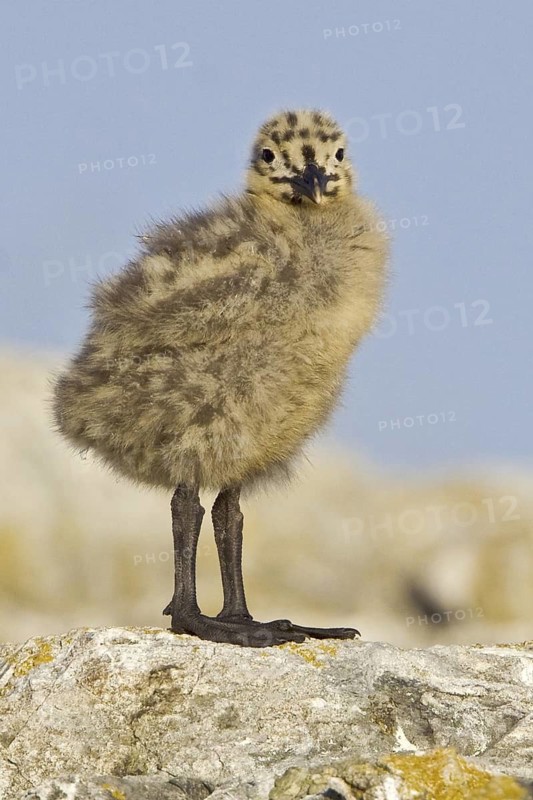 Glaucous-winged Gull (Larus glaucescens) juvenile, British Columbia, Canada