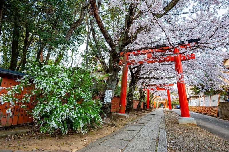 Blooming cherry trees, red torii gates at Takenaka-Inari-Jinja Shrine, Kyoto, Japan
