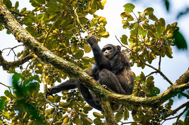 Chimpanzee (Pan Troglodytes), adult male in a tree, eating fruit, Murchison Falls National Park, Uganda