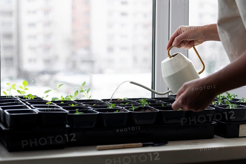 A person waters young tomato seedlings in black pots on a windowsill, highlighting indoor gardening and plant care in a cozy urban setting