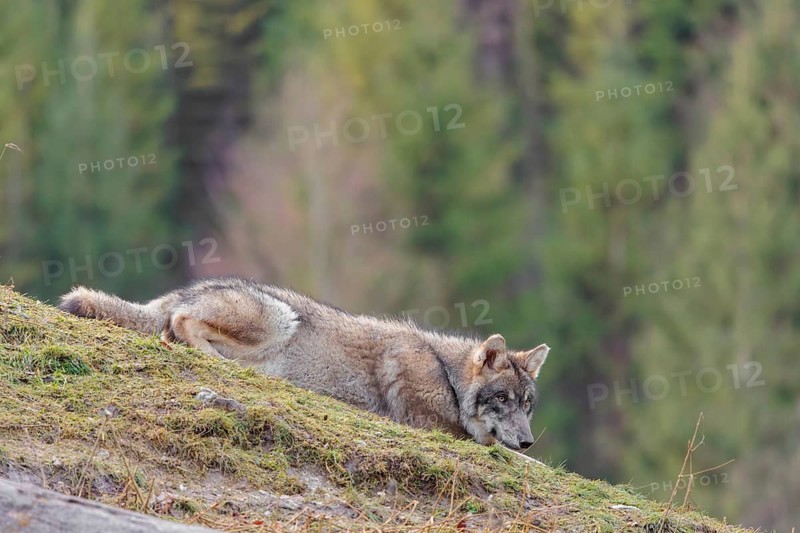 A young grey wolf (Canis lupus lupus) rests on a sloping meadow on a hill