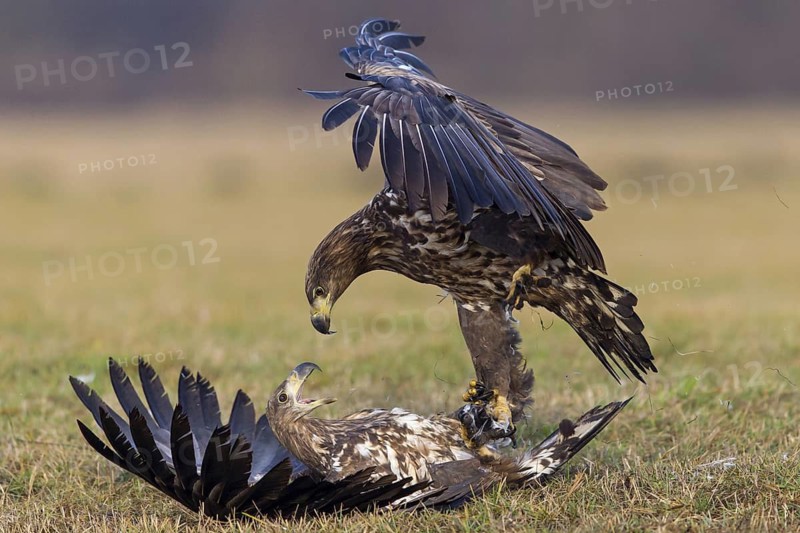 Two fighting sea eagles, (Haliaeetus albicilla), Haliaaetus albicilla, fighting over prey, animals, birds, birds of prey, centrapoles, Kutno, Lodz, Poland