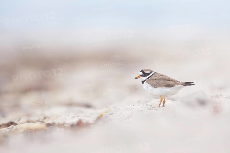 Common Ringed Plover (Charadrius hiaticula), Schleswig-Holstein, Germany