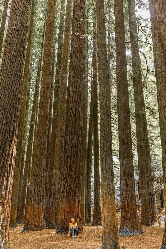 Towering redwood trees surround woman sitting on the forest floor, emphasizing the grandeur of nature in the Great Ocean Road, Australia. Sunlight filters softly through the dense canopy