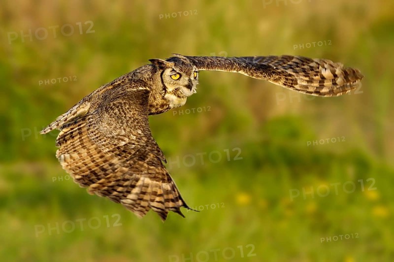 Great Horned Owl (Bubo virginianus) flying, Texas, USA