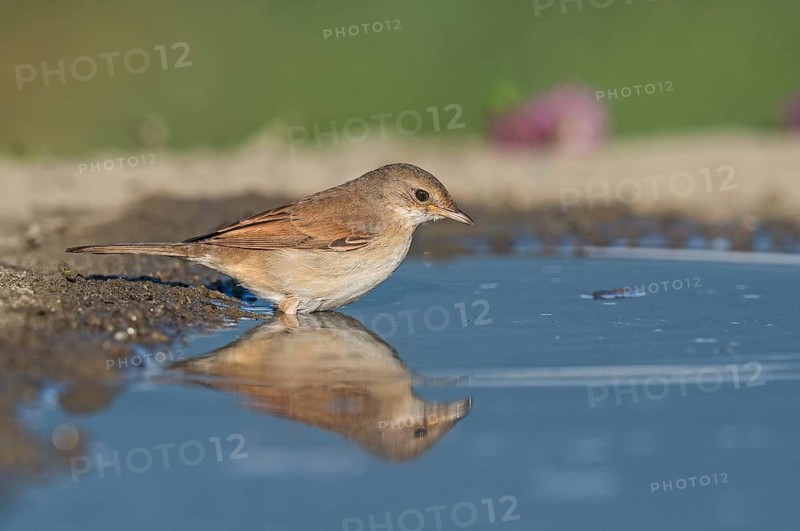 Common Whitethroat (Sylvia communis) at waterhole, Aosta Valley, Italy