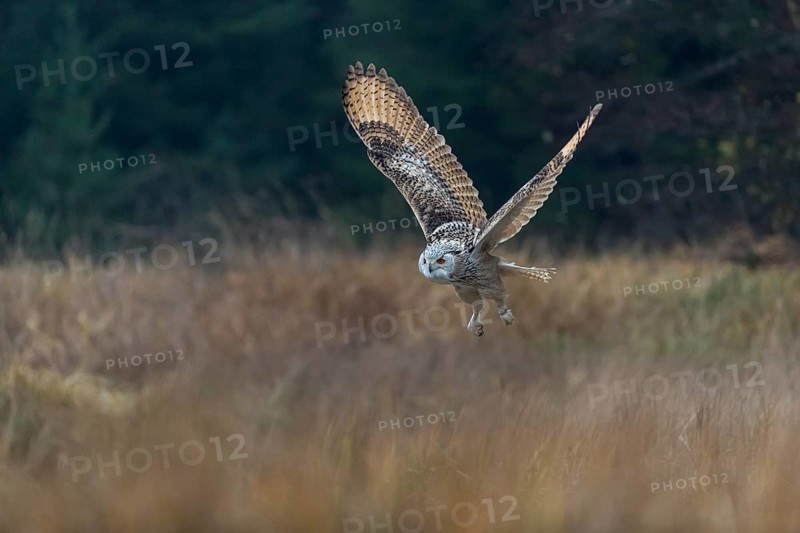 One Siberian Eagle Owl (Bubo bubo sibiricus) flying over tall reed grass lakeshore on an autumnal misty cold morning