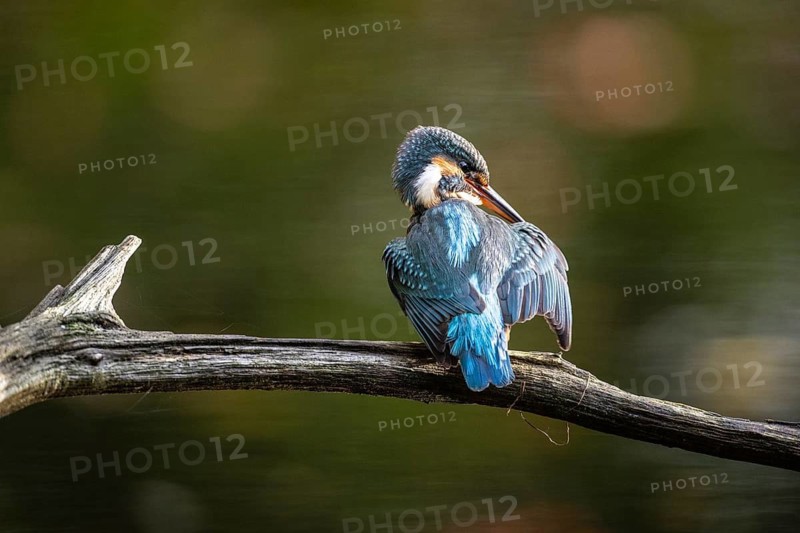 Common kingfisher (Alcedo atthis) during plumage care, Emsland, Lower Saxony, Germany