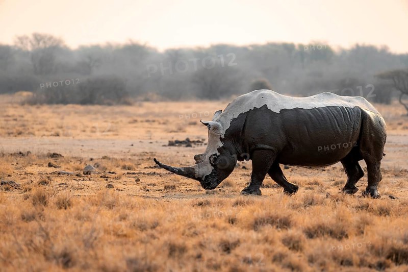 Southern white rhinoceros (Ceratotherium simum simum), mud-covered rhino in the evening light, Khama Rhino Sanctuary, Serowe, Botswana