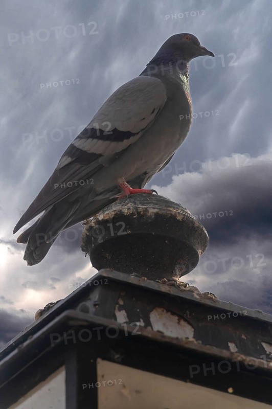 Pigeon (Columbidae) on a lantern, rain clouds, Franconia, Bavaria, Germany