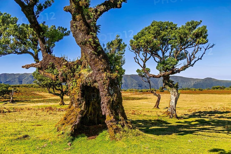 Twisted ancient trees dominate the landscape of lush green meadows under a clear blue sky, Lorbeerwald, Fanal, Madeira