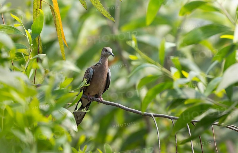 Spotted dove or eastern spotted dove (Spilopelia chinensis) on a tree branch, Sreepur, Gazipur, Bangladesh
