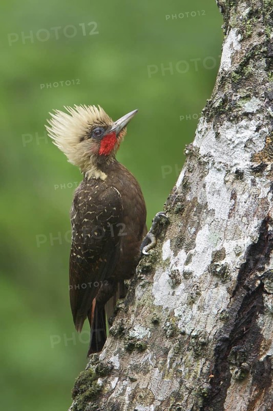 Pale-crested Woodpecker (Celeus lugubris) perched on a branch in Bolivia, South America