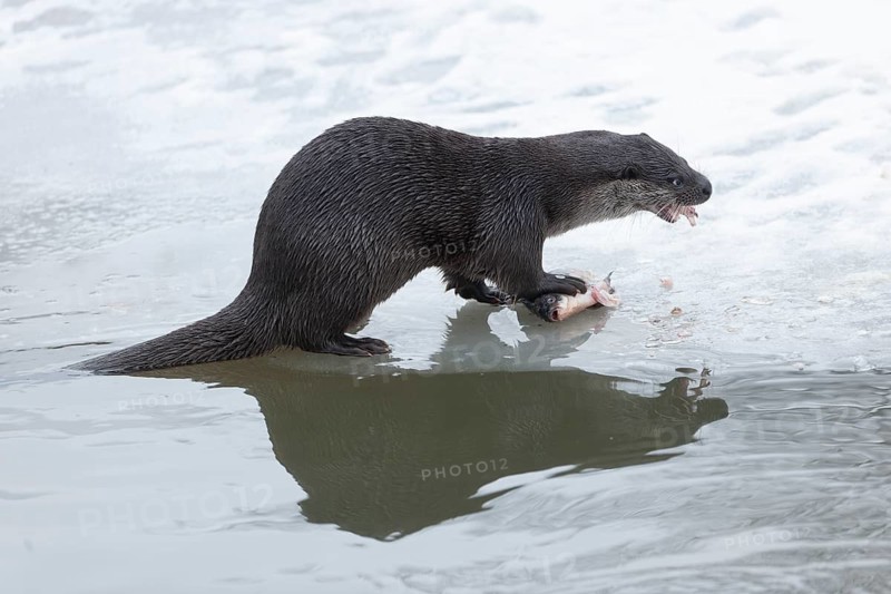 Otter (Lutra lutra) eating prey fish at a partly frozen pond, snow, Germany