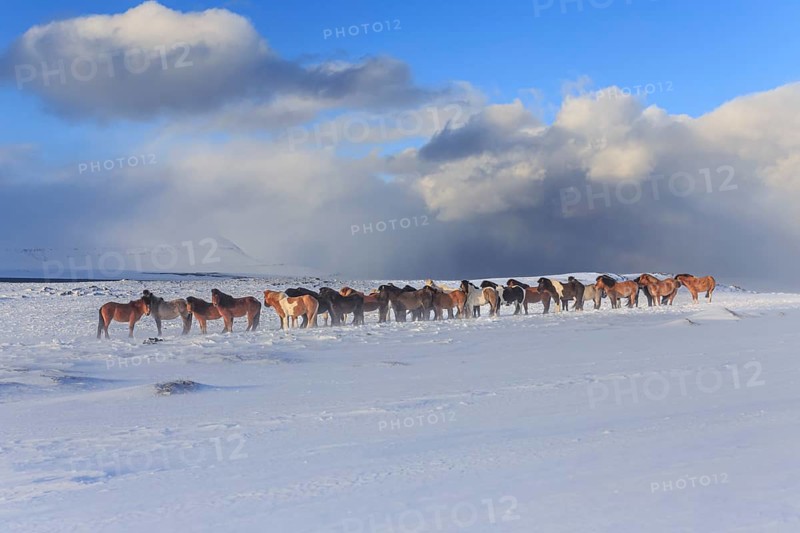 A herd of Icelandic horses standing in a snowstorm on the coast, winter, Akureyri, North Iceland, Iceland