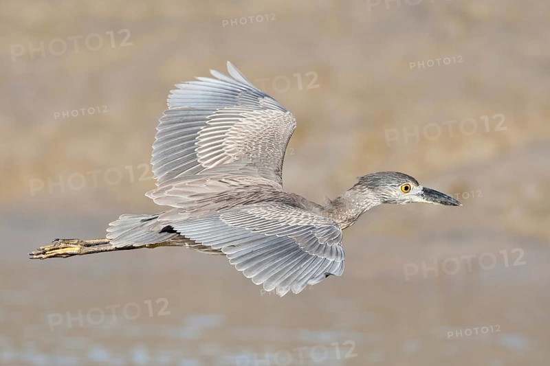Yellow-crowned Night Heron (Nyctanassa violacea) juvenile flying, El Farallon del Chiru, Panama