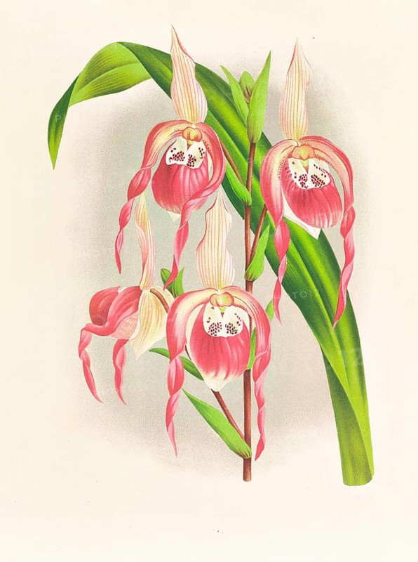 Orchid, Cypripedium schroderae var splendens, authentic reproduction of an illustration by Jean Jules Linden (1817 - 1898), Luxembourgish-Belgian botanist, one of the fathers of orchid research, Historical