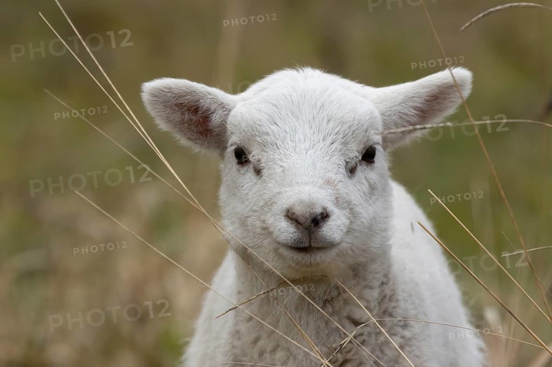 Domestic sheep (Ovis aries) juvenile baby lamb farm animal head portrait in spring, England, United Kingdom