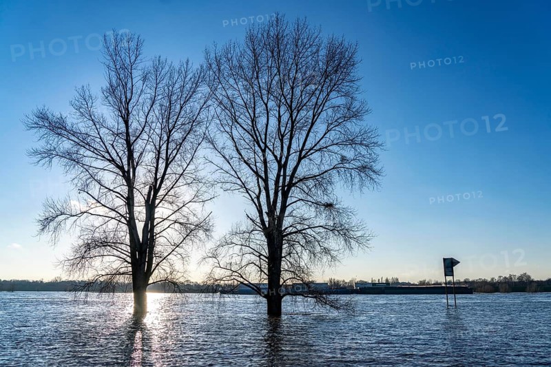 Rhine meadows near Duisburg-Neuenkamp, slight flooding, flooded meadows, bare trees in winter, North Rhine-Westphalia, Germany