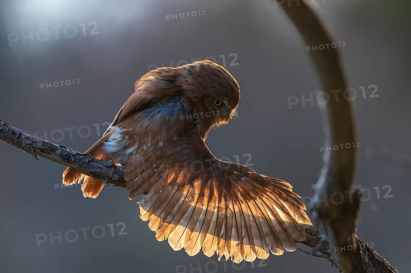 One East Brazilian pygmy owl (Glaucidium minutissimum), also known as least pygmy-owl or Sick's pygmy-owl, sitting on a small twig of a tree. Back light condition in last evening light