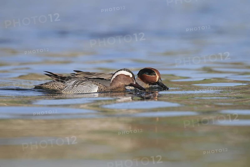 Garganey & Eurasian Teal (Spatula querquedula & Anas crecca), Aargau, Switzerland