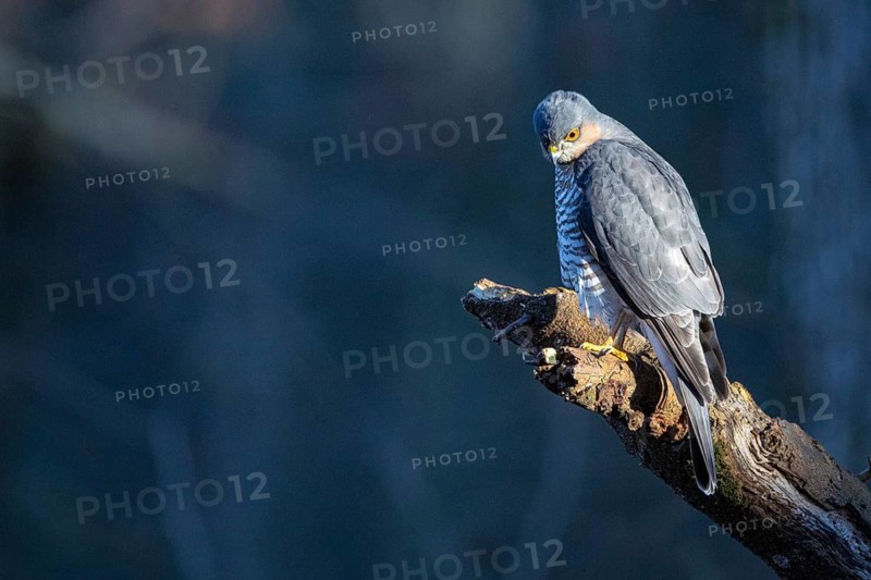 Sparrowhawk (Accipiter nisus) ml Germany
